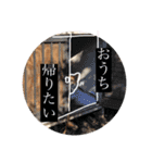 柴犬 そらちゃん（個別スタンプ：23）