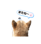柴犬 そらちゃん（個別スタンプ：24）