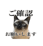 あずきとねお お仕事編（個別スタンプ：3）