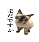 あずきとねお お仕事編（個別スタンプ：6）