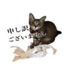 あずきとねお お仕事編（個別スタンプ：7）