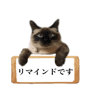 あずきとねお お仕事編（個別スタンプ：9）