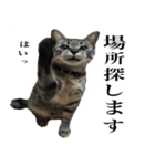 あずきとねお お仕事編（個別スタンプ：10）