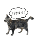 あずきとねお お仕事編（個別スタンプ：12）