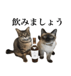 あずきとねお お仕事編（個別スタンプ：16）