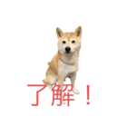 今日のそら模様2（個別スタンプ：1）
