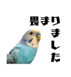 家族連絡 インコ1（個別スタンプ：2）