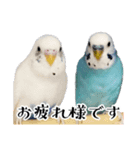 家族連絡 インコ1（個別スタンプ：3）