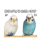 家族連絡 インコ1（個別スタンプ：4）