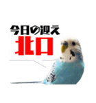 家族連絡 インコ1（個別スタンプ：6）