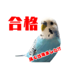 家族連絡 インコ1（個別スタンプ：9）