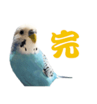 家族連絡 インコ1（個別スタンプ：10）