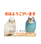 家族連絡 インコ1（個別スタンプ：13）