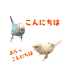 家族連絡 インコ1（個別スタンプ：14）