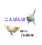 家族連絡 インコ1（個別スタンプ：15）