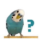 家族連絡 インコ1（個別スタンプ：17）