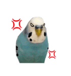 家族連絡 インコ1（個別スタンプ：18）