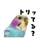 家族連絡 インコ1（個別スタンプ：19）