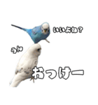 家族連絡 インコ1（個別スタンプ：20）