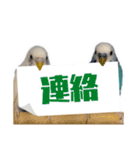 家族連絡 インコ1（個別スタンプ：21）