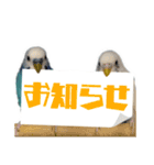 家族連絡 インコ1（個別スタンプ：22）