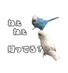 家族連絡 インコ1（個別スタンプ：23）