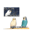 家族連絡 インコ1（個別スタンプ：24）