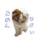 前ちゃんスタンプ2（個別スタンプ：2）