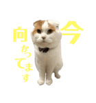 前ちゃんスタンプ2（個別スタンプ：3）