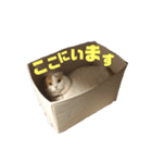 前ちゃんスタンプ2（個別スタンプ：6）