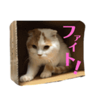 前ちゃんスタンプ2（個別スタンプ：12）