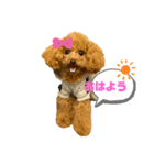 壱様 スタンプ①（個別スタンプ：1）