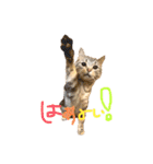 マメ吉たち♡（個別スタンプ：12）