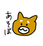 柴犬きんちゃん（個別スタンプ：1）