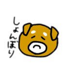 柴犬きんちゃん（個別スタンプ：10）