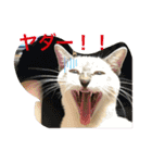 ネコたちの可愛い返事シリーズ1（個別スタンプ：9）