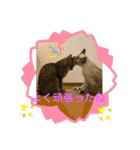 ネコたちの可愛い返事シリーズ1（個別スタンプ：10）