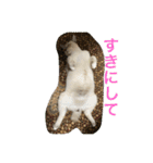 ネコたちの可愛い返事シリーズ1（個別スタンプ：11）