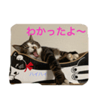 ネコたちの可愛い返事シリーズ1（個別スタンプ：14）