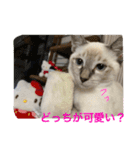 ネコたちの可愛い返事シリーズ1（個別スタンプ：20）