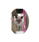 ネコたちの可愛い返事シリーズ1（個別スタンプ：22）