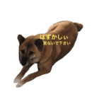 小梅のほのぼの日常no1（個別スタンプ：3）