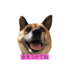 小梅のほのぼの日常no1（個別スタンプ：4）