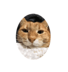 猫のうにくん 3（個別スタンプ：1）