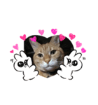 猫のうにくん 3（個別スタンプ：3）