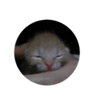 猫のうにくん 3（個別スタンプ：8）