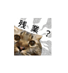 はっちゃんと愉快な仲間たち（個別スタンプ：3）