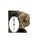 はっちゃんと愉快な仲間たち（個別スタンプ：17）