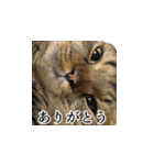 はっちゃんと愉快な仲間たち（個別スタンプ：19）