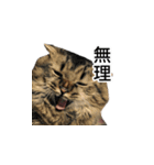 はっちゃんと愉快な仲間たち（個別スタンプ：22）